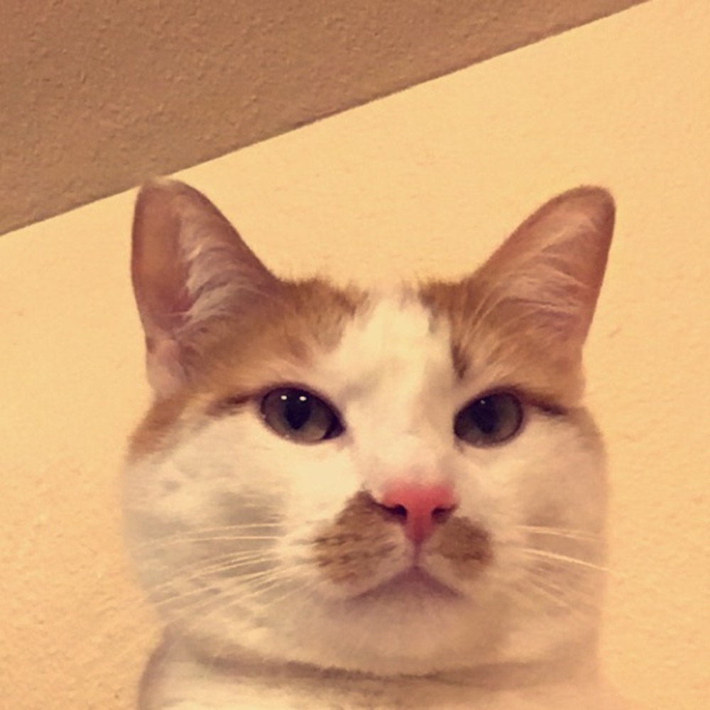 Meet your Posher, Reyanna